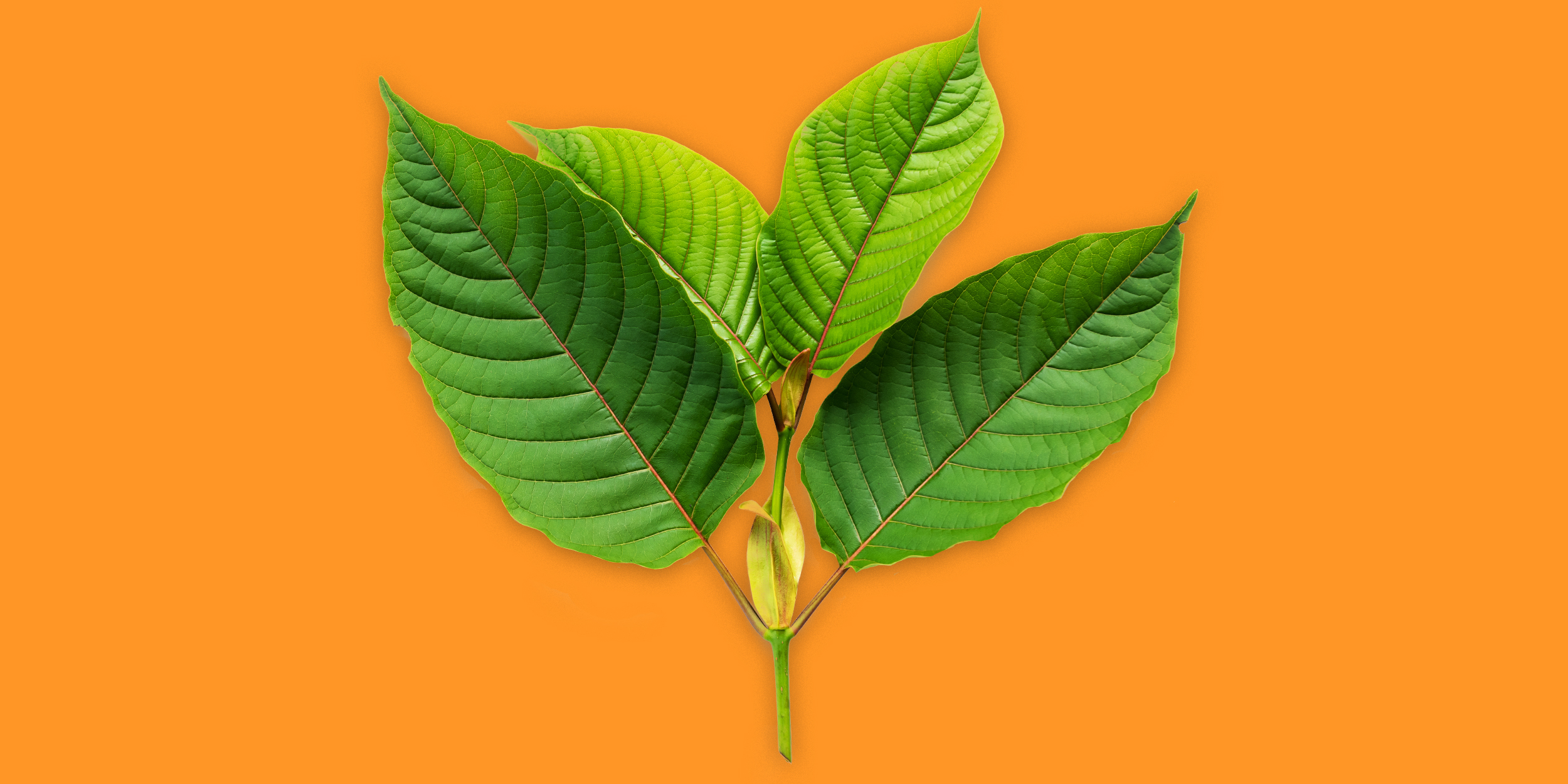 Kratom For Clarity